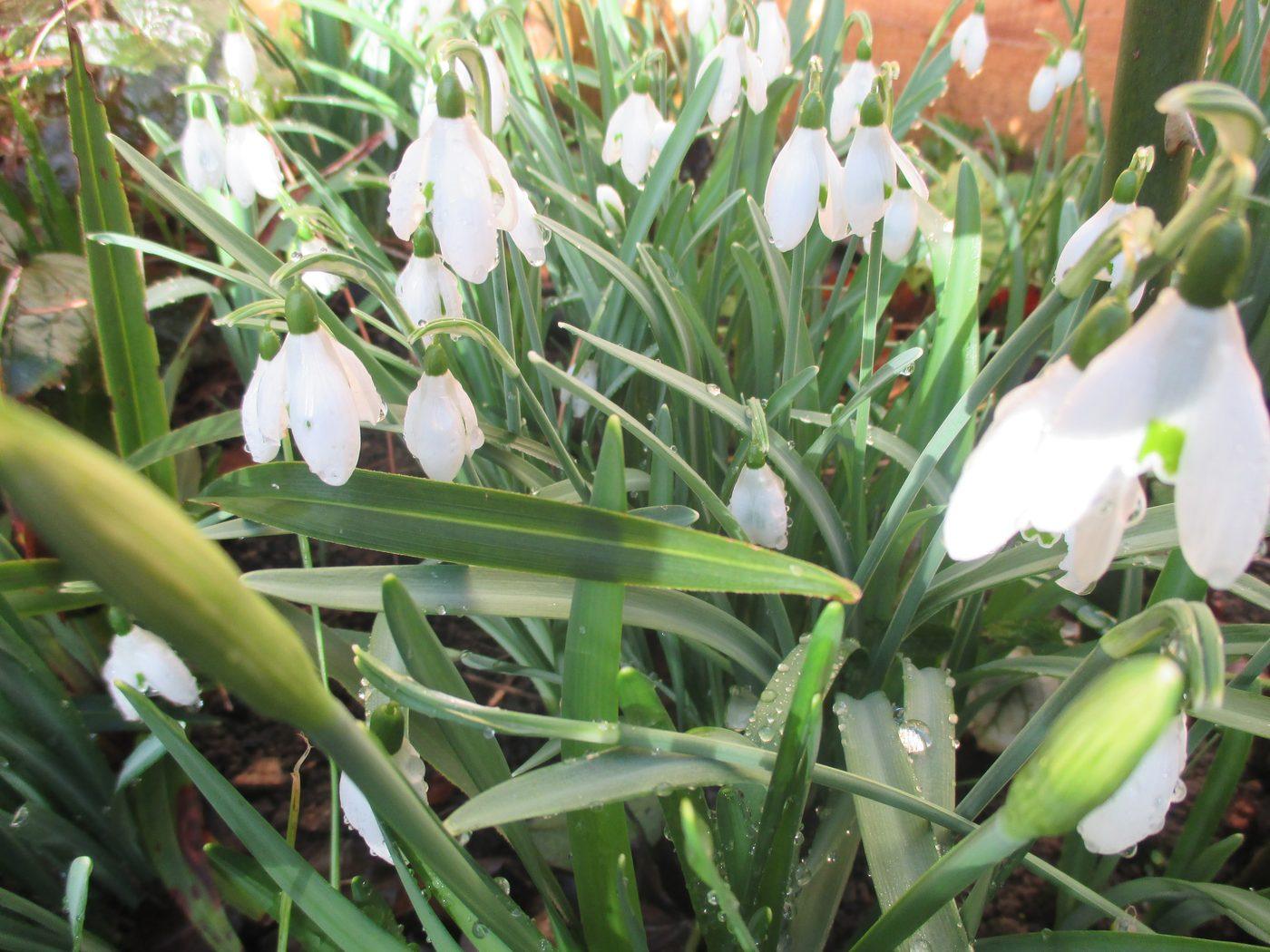 Galanthus in flower