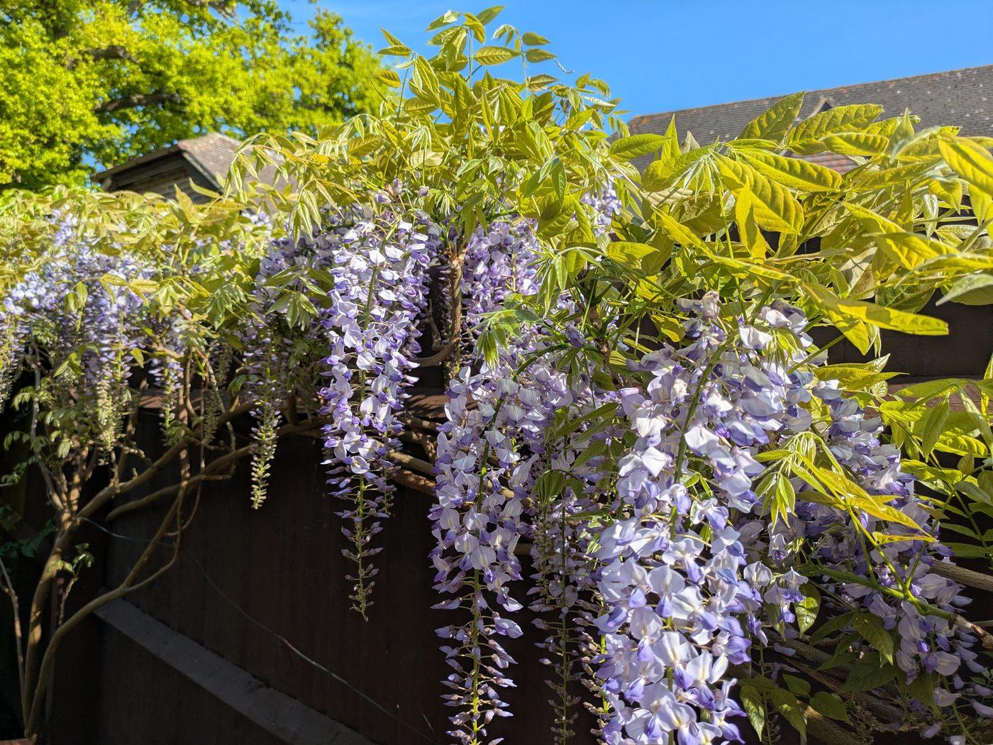 Pruning Wisteria is one of my favourite jobs